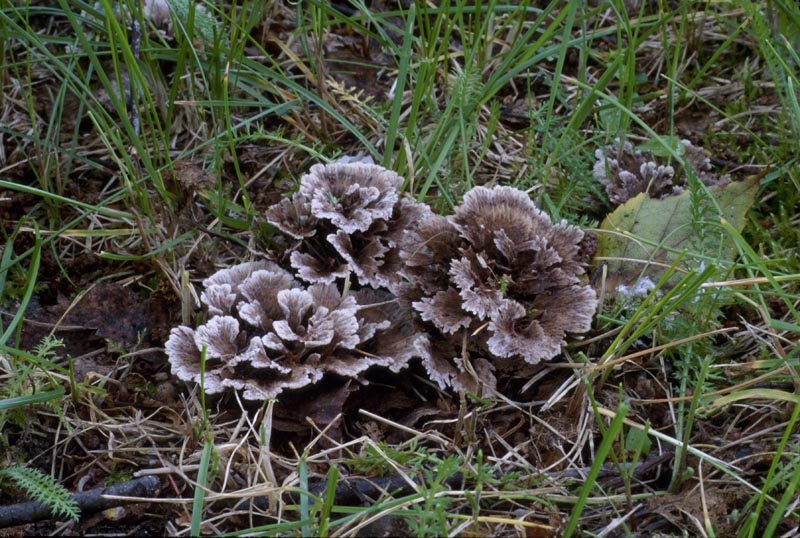Thelephora terrestris
